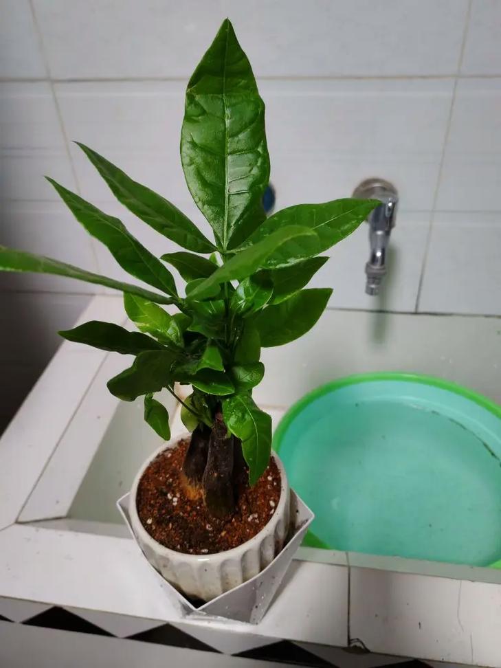 发财树小苗多久能长大?发财树小苗几年能长粗?-第4张图片-优品飞百科 发财树小苗多久能长大?发财树小苗几年能长粗?-第4张图片-优品飞百科