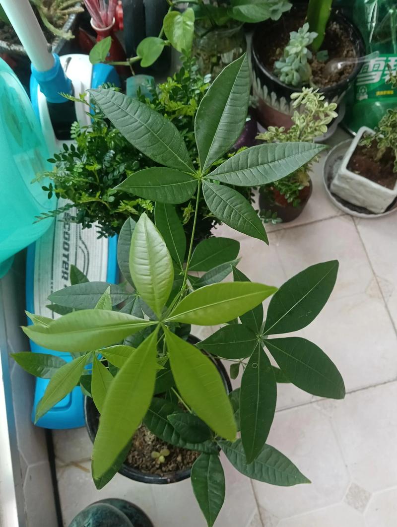 发财树小苗多久能长大?发财树小苗几年能长粗?-第5张图片-优品飞百科 发财树小苗多久能长大?发财树小苗几年能长粗?-第5张图片-优品飞百科