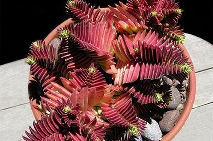 茜之塔的病虫害及其防治,茜塔女装?-第2张图片-优品飞百科 茜之塔的病虫害及其防治,茜塔女装?-第2张图片-优品飞百科