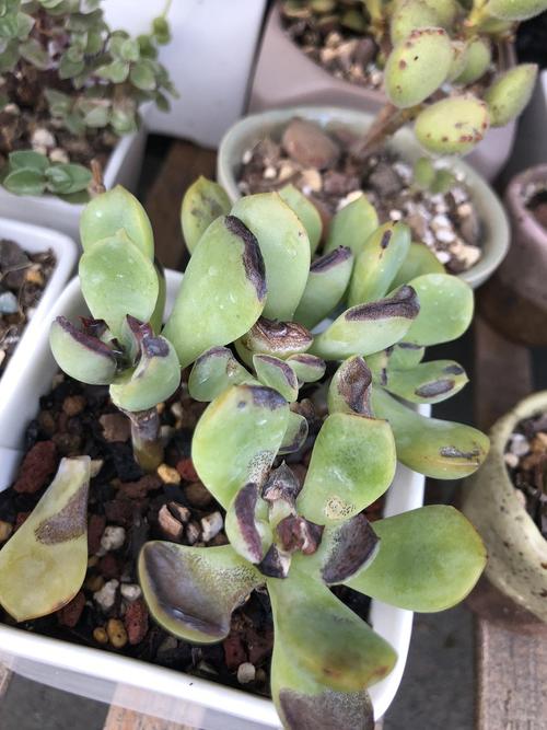 茜之塔的病虫害及其防治,茜塔女装?-第4张图片-优品飞百科 茜之塔的病虫害及其防治,茜塔女装?-第4张图片-优品飞百科