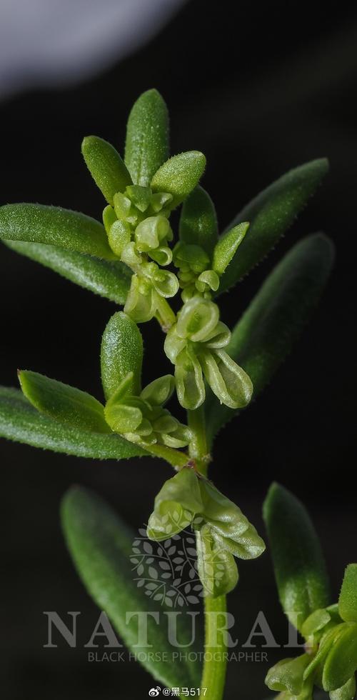 茜之塔的病虫害及其防治,茜塔女装?-第5张图片-优品飞百科 茜之塔的病虫害及其防治,茜塔女装?-第5张图片-优品飞百科