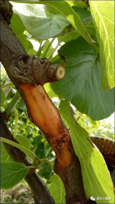 茜之塔的病虫害及其防治,茜塔女装?-第7张图片-优品飞百科 茜之塔的病虫害及其防治,茜塔女装?-第7张图片-优品飞百科