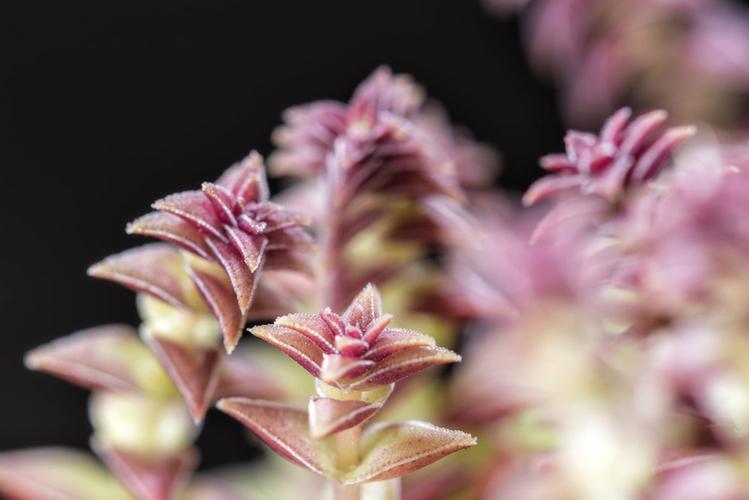 茜之塔的病虫害及其防治,茜塔女装?-第8张图片-优品飞百科 茜之塔的病虫害及其防治,茜塔女装?-第8张图片-优品飞百科