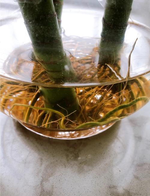 富贵竹怎么修剪根部，富贵竹怎么修剪根部图解？