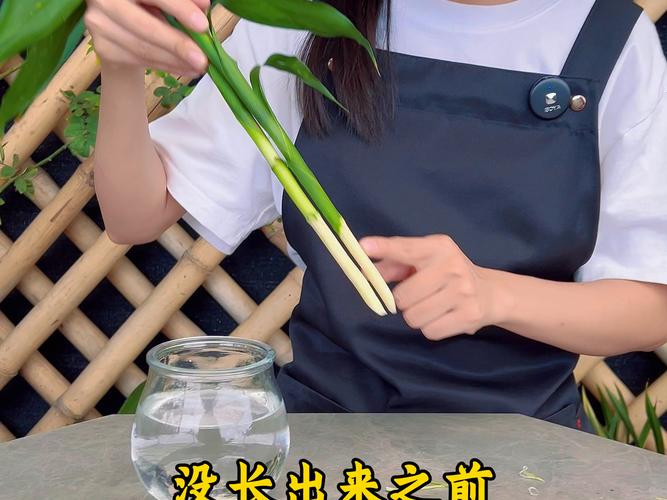 富贵竹怎么修剪根部,富贵竹怎么修剪根部图解?-第2张图片-优品飞百科 富贵竹怎么修剪根部,富贵竹怎么修剪根部图解?-第2张图片-优品飞百科