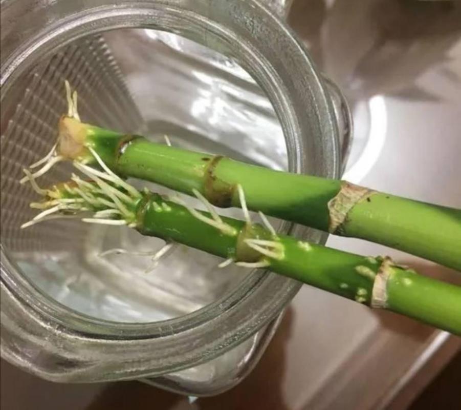 富贵竹怎么修剪根部,富贵竹怎么修剪根部图解?-第3张图片-优品飞百科 富贵竹怎么修剪根部,富贵竹怎么修剪根部图解?-第3张图片-优品飞百科