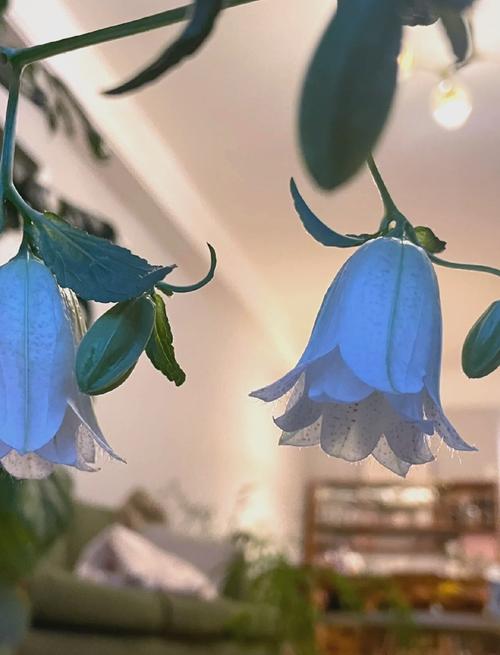 风铃草好养吗？风铃草好养吗怎么养？-第2张图片-优品飞百科