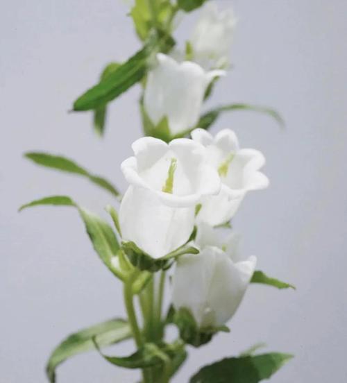 风铃草好养吗？风铃草好养吗怎么养？-第3张图片-优品飞百科