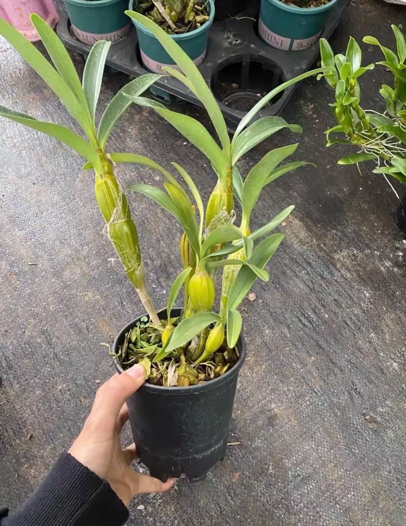 鼓槌石斛老茎还开花吗？鼓槌石斛开过花的茎还开花吗？