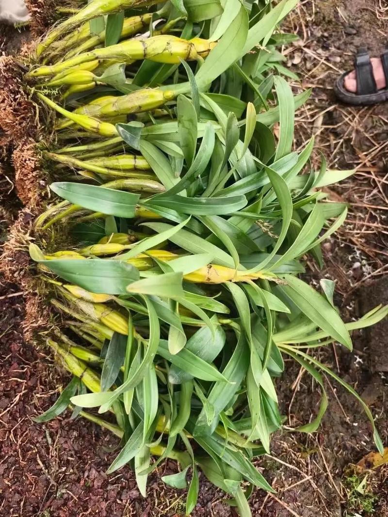 鼓槌石斛老茎还开花吗？鼓槌石斛开过花的茎还开花吗？-第2张图片-优品飞百科