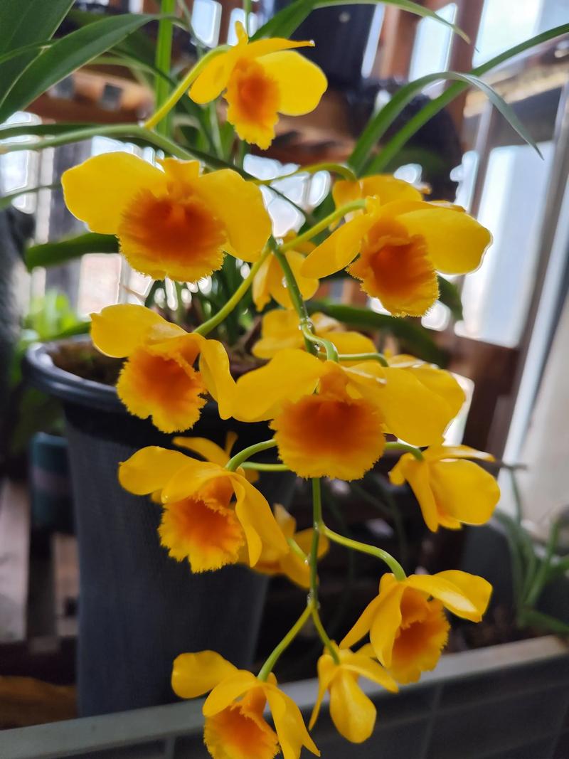 鼓槌石斛老茎还开花吗？鼓槌石斛开过花的茎还开花吗？-第3张图片-优品飞百科