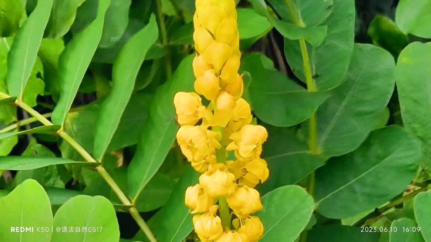 翅荚决明的功效与作用？翅荚决明叶提取物？