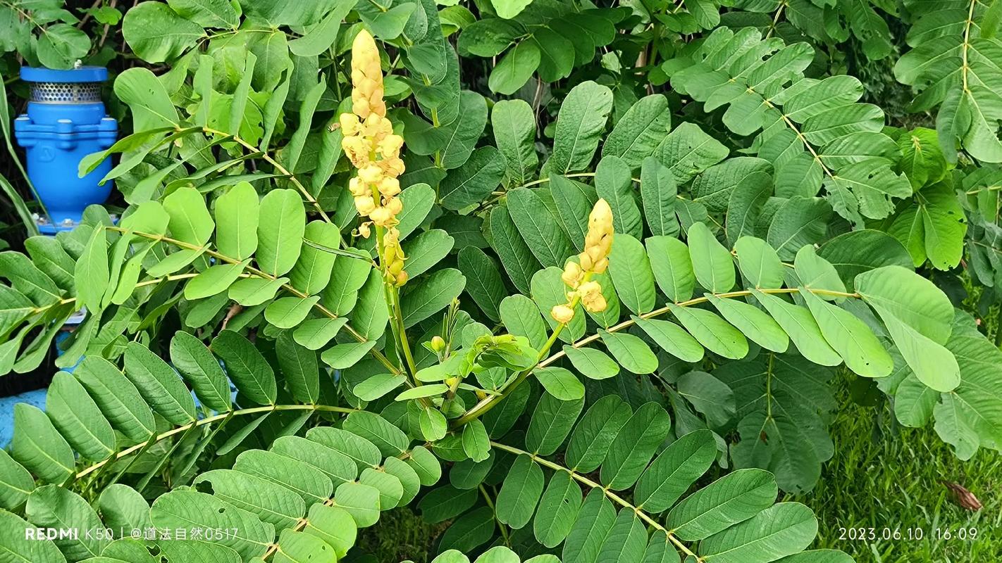 翅荚决明的功效与作用？翅荚决明叶提取物？-第2张图片-优品飞百科