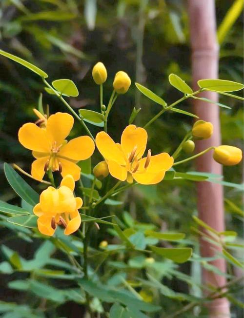 翅荚决明的功效与作用？翅荚决明叶提取物？-第3张图片-优品飞百科