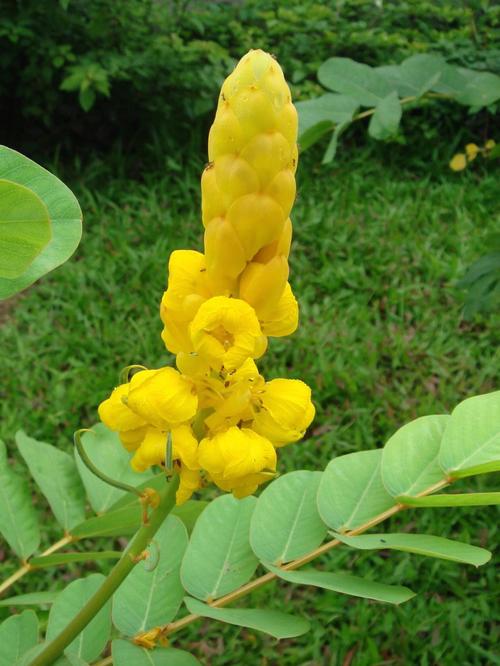 翅荚决明的功效与作用？翅荚决明叶提取物？-第4张图片-优品飞百科