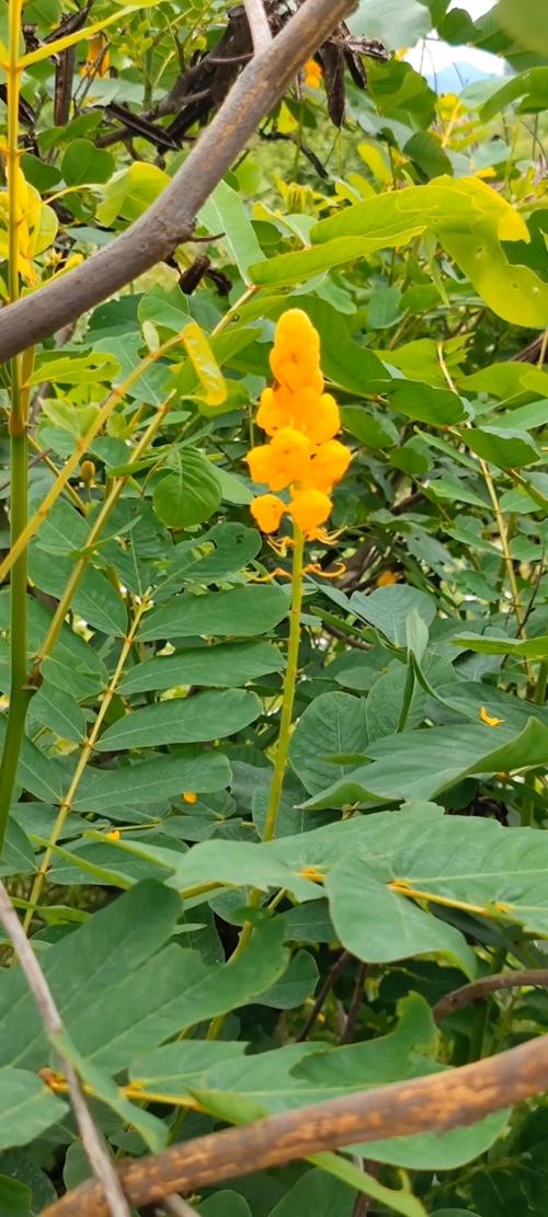 翅荚决明的功效与作用？翅荚决明叶提取物？-第5张图片-优品飞百科