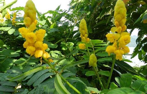 翅荚决明的功效与作用？翅荚决明叶提取物？-第7张图片-优品飞百科