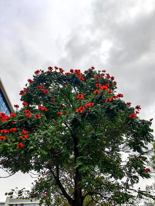 湘西适合养什么花,市花和市树是什么,湘西土质适合种植什么?-第2张图片-优品飞百科 湘西适合养什么花,市花和市树是什么,湘西土质适合种植什么?-第2张图片-优品飞百科