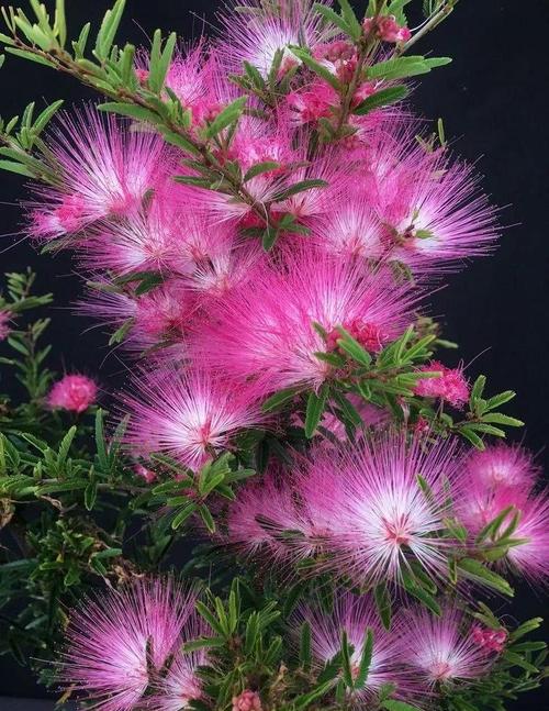 湘西适合养什么花,市花和市树是什么,湘西土质适合种植什么?-第4张图片-优品飞百科 湘西适合养什么花,市花和市树是什么,湘西土质适合种植什么?-第4张图片-优品飞百科