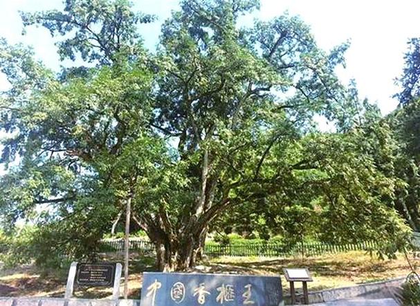 湘西适合养什么花,市花和市树是什么,湘西土质适合种植什么?-第5张图片-优品飞百科 湘西适合养什么花,市花和市树是什么,湘西土质适合种植什么?-第5张图片-优品飞百科
