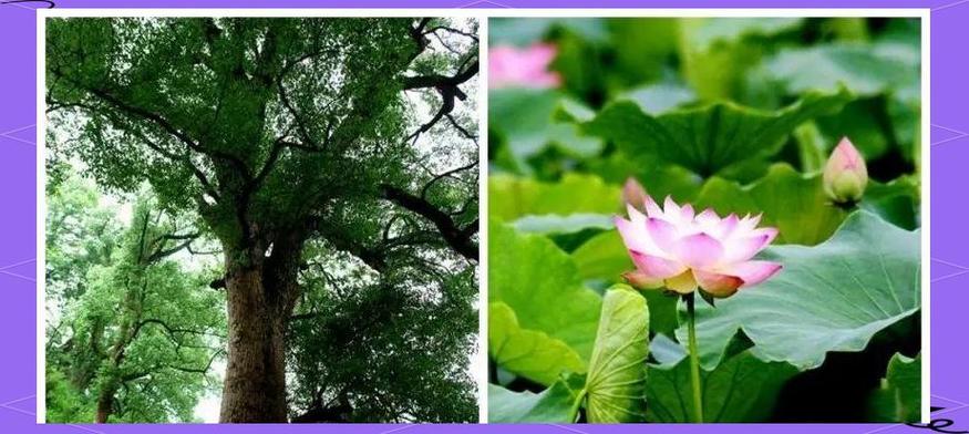 湘西适合养什么花,市花和市树是什么,湘西土质适合种植什么?-第7张图片-优品飞百科 湘西适合养什么花,市花和市树是什么,湘西土质适合种植什么?-第7张图片-优品飞百科