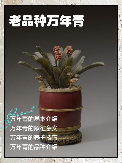 万年青一共有几种，万年青有几种哪个好养？-第2张图片-优品飞百科