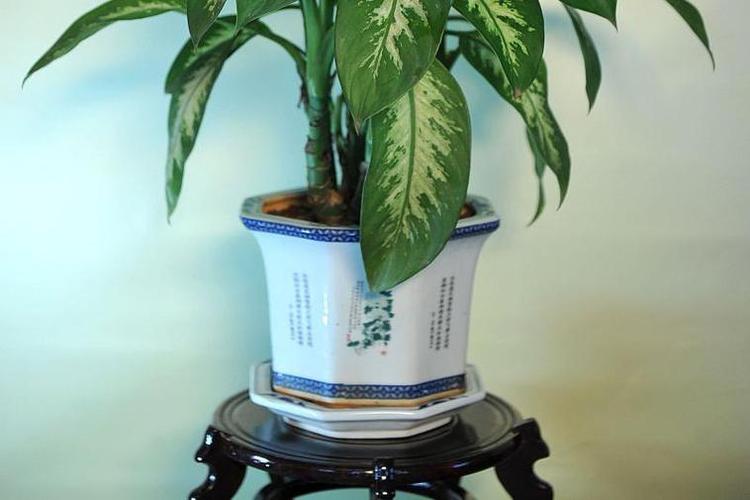 万年青一共有几种，万年青有几种哪个好养？-第3张图片-优品飞百科