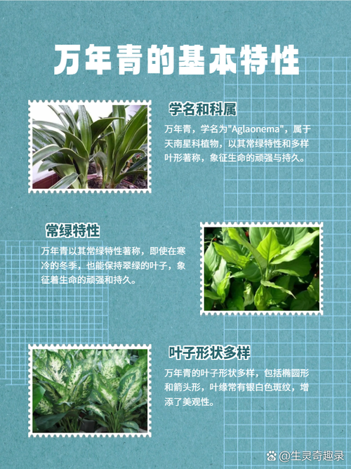 万年青一共有几种，万年青有几种哪个好养？-第4张图片-优品飞百科