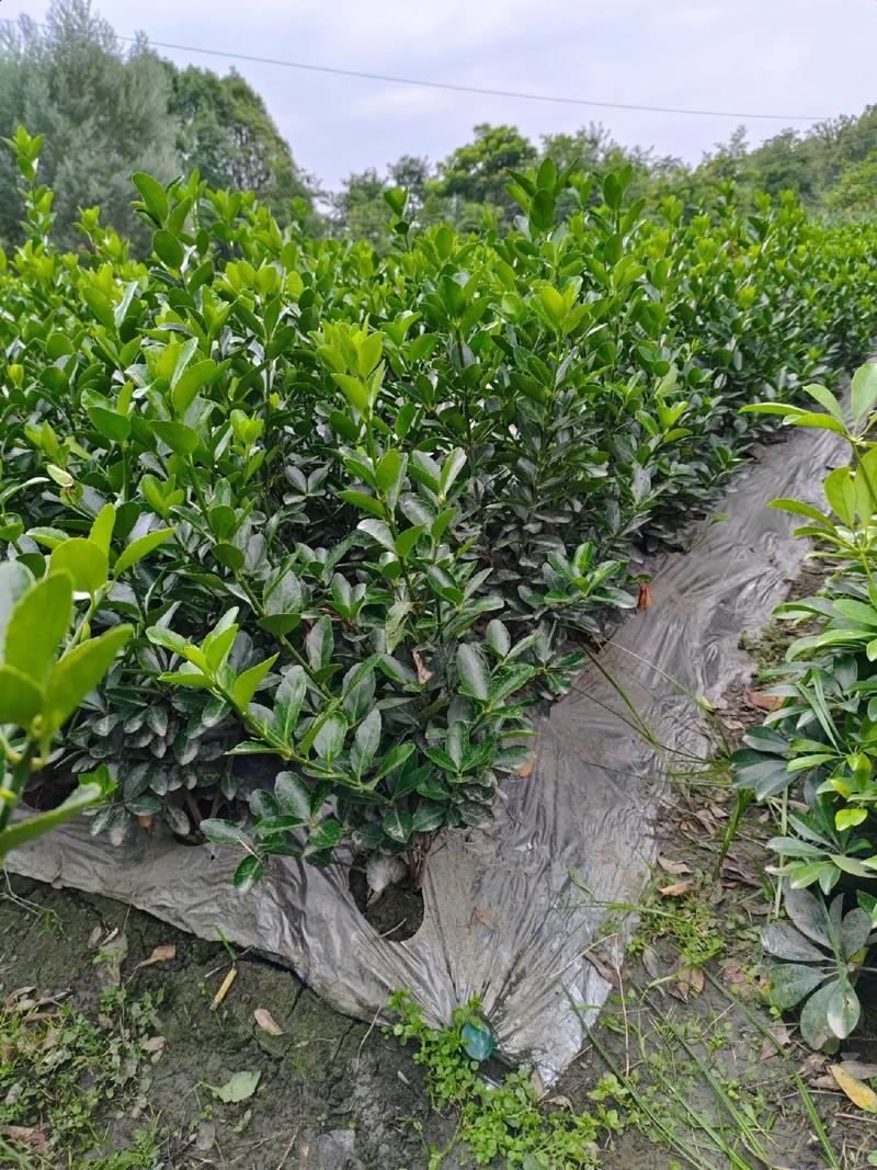 万年青一共有几种，万年青有几种哪个好养？-第5张图片-优品飞百科