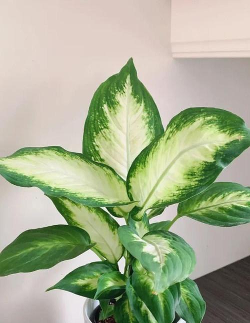 万年青一共有几种，万年青有几种哪个好养？-第7张图片-优品飞百科