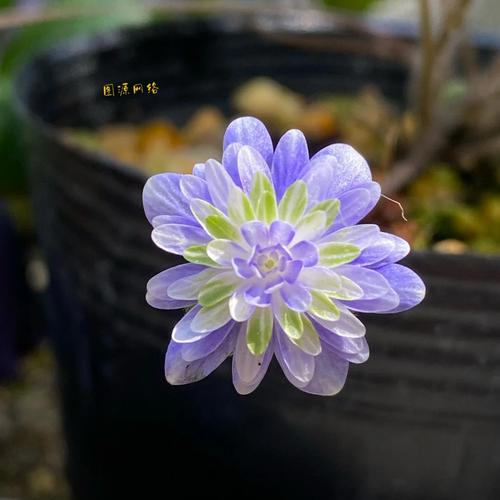 春驹烂根怎么办，君子兰烂根了怎么办？