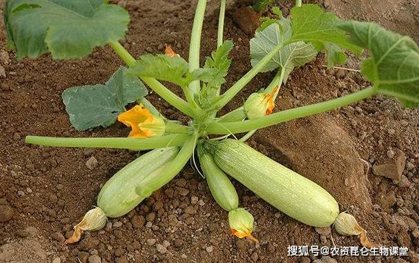 春驹烂根怎么办，君子兰烂根了怎么办？-第2张图片-优品飞百科