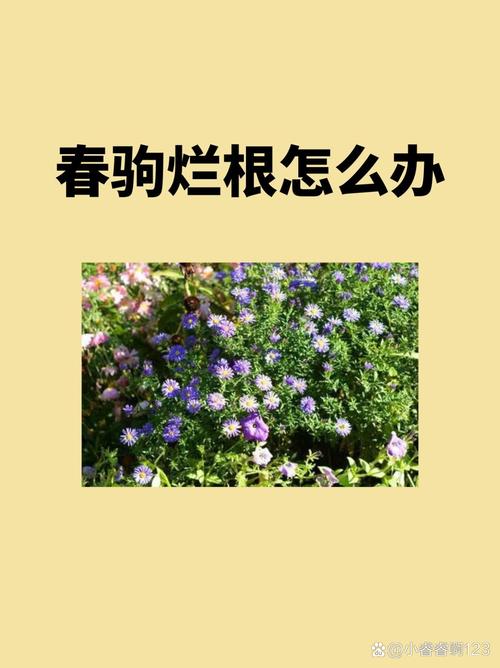 春驹烂根怎么办，君子兰烂根了怎么办？-第3张图片-优品飞百科