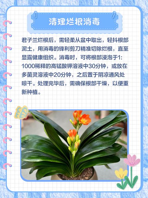 春驹烂根怎么办，君子兰烂根了怎么办？-第4张图片-优品飞百科