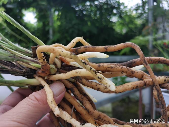 春驹烂根怎么办，君子兰烂根了怎么办？-第5张图片-优品飞百科