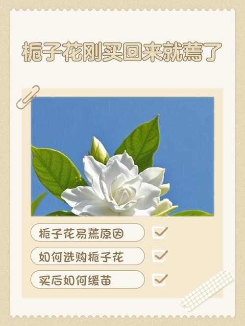 栀子花怎么买，买来的栀子花怎么养，买来的栀子花怎么栽