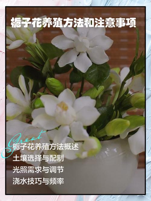 栀子花怎么买，买来的栀子花怎么养，买来的栀子花怎么栽-第2张图片-优品飞百科
