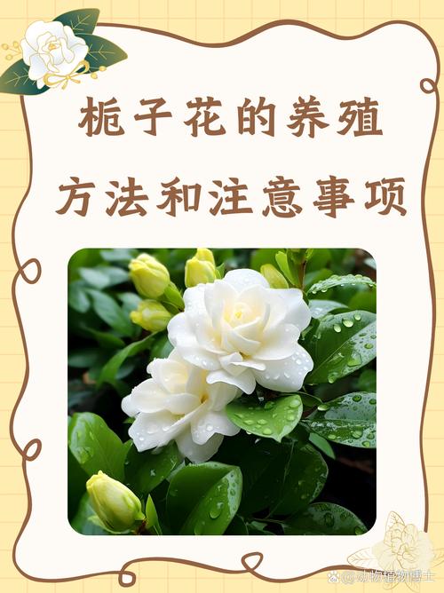 栀子花怎么买，买来的栀子花怎么养，买来的栀子花怎么栽-第3张图片-优品飞百科