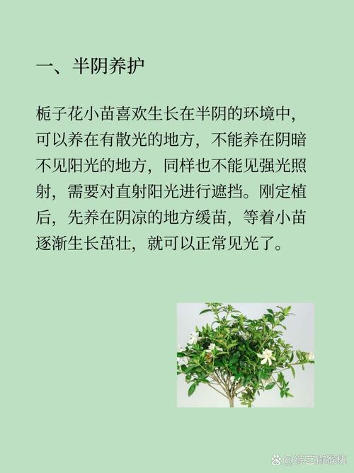 栀子花怎么买，买来的栀子花怎么养，买来的栀子花怎么栽-第4张图片-优品飞百科