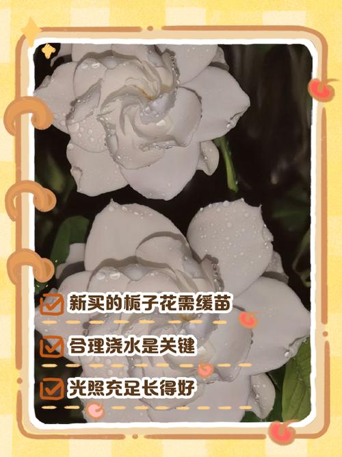 栀子花怎么买，买来的栀子花怎么养，买来的栀子花怎么栽-第5张图片-优品飞百科
