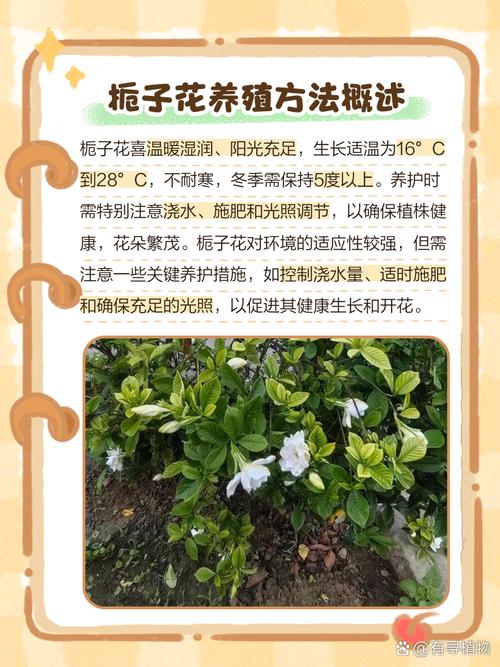 栀子花怎么买，买来的栀子花怎么养，买来的栀子花怎么栽-第6张图片-优品飞百科