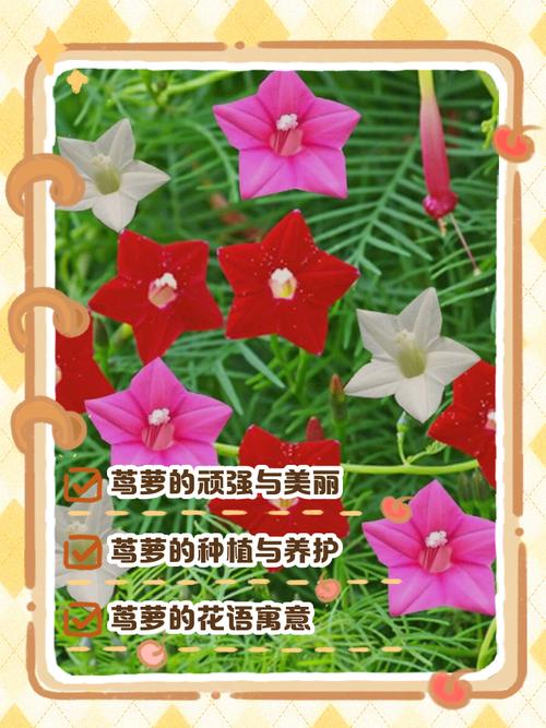 茑萝的养殖方法和注意事项，茑萝好养活吗-第2张图片-优品飞百科