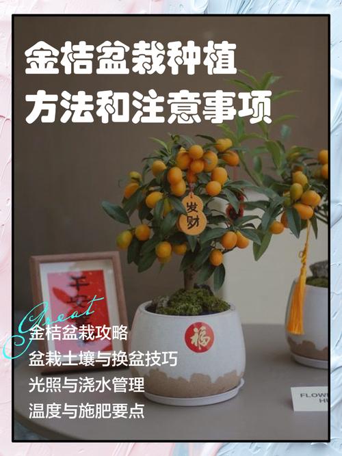 阳台如何养金桔，需要注意什么，阳台如何养金桔,需要注意什么事项-第3张图片-优品飞百科