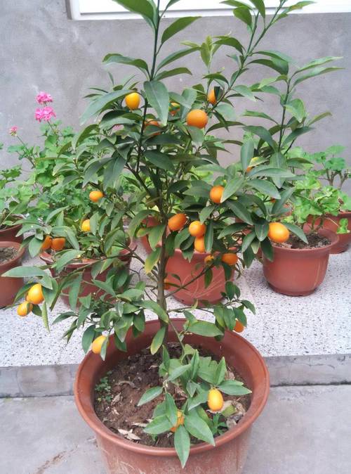 阳台如何养金桔，需要注意什么，阳台如何养金桔,需要注意什么事项-第4张图片-优品飞百科