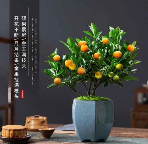 阳台如何养金桔，需要注意什么，阳台如何养金桔,需要注意什么事项-第5张图片-优品飞百科