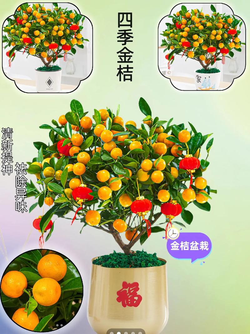 阳台如何养金桔，需要注意什么，阳台如何养金桔,需要注意什么事项-第6张图片-优品飞百科