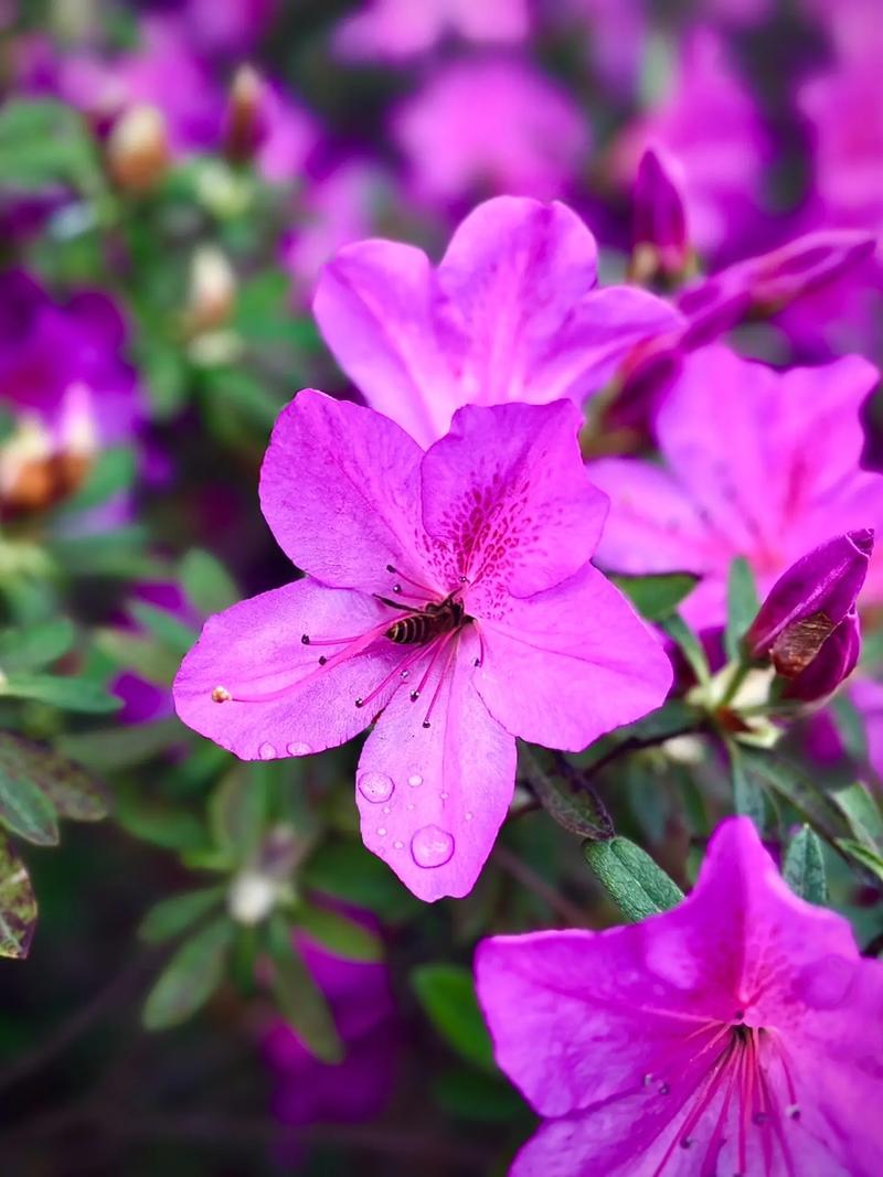 卵叶杜鹃的整形修剪和花期控制？杜鹃鸟的卵？-第2张图片-优品飞百科