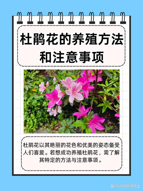 卵叶杜鹃的整形修剪和花期控制？杜鹃鸟的卵？-第3张图片-优品飞百科