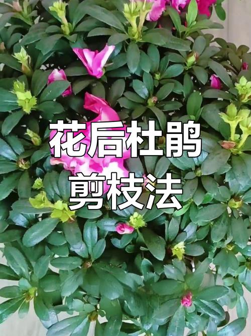 卵叶杜鹃的整形修剪和花期控制？杜鹃鸟的卵？-第4张图片-优品飞百科