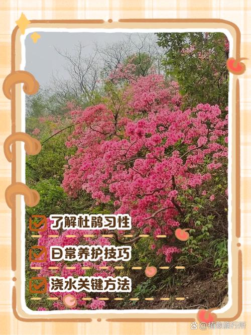 卵叶杜鹃的整形修剪和花期控制？杜鹃鸟的卵？-第5张图片-优品飞百科